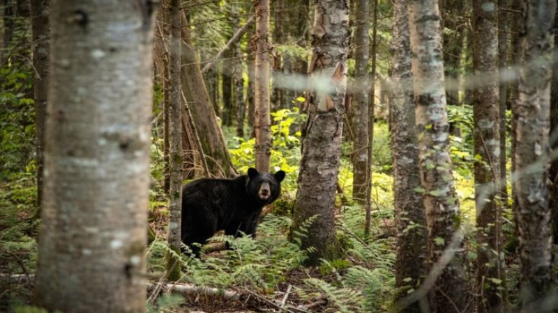 1753968329883562.jpg How to Prepare for a Big Timber Bear Bowhunt.jpg